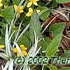 Chrysogonum virginianum, habit