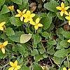 Chrysogonum virginianum, habit