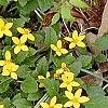 Chrysogonum virginianum, habit