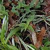 Chrysogonum virginianum, habit