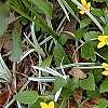 Chrysogonum virginianum, habit