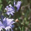 Cichorium intybus, habit