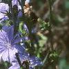 Cichorium intybus, habit