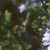 Cichorium intybus, habit