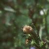 Cichorium intybus, habit