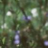 Cichorium intybus, habit