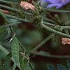 Cichorium intybus, habit