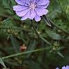 Cichorium intybus, habit