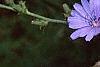 Cichorium intybus, habit