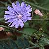 Cichorium intybus, habit