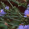 Cichorium intybus, habit
