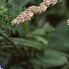 Cichorium intybus, habit