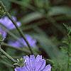Cichorium intybus, habit