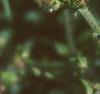 Cichorium intybus, flowers