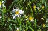 Coreopsis alpina 'Alba', flowers