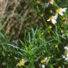 Coreopsis alpina 'Alba', flowers