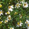 Coreopsis alpina 'Alba', flowers