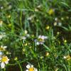 Coreopsis alpina 'Alba', flowers