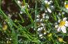 Coreopsis alpina 'Alba', flowers