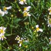 Coreopsis alpina 'Alba', flowers