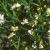Coreopsis alpina 'Alba', flowers