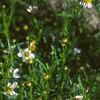 Coreopsis alpina 'Alba', flowers