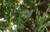 Coreopsis alpina 'Alba', flowers