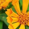 Coreopsis auriculata 'Zamfir', flowers