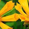 Coreopsis auriculata 'Zamfir', flowers