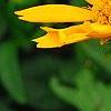 Coreopsis auriculata 'Zamfir', flowers