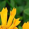 Coreopsis auriculata 'Zamfir', flowers
