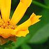 Coreopsis auriculata 'Zamfir', flowers