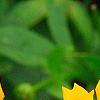 Coreopsis auriculata 'Zamfir', flowers