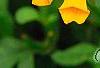 Coreopsis auriculata 'Zamfir', flowers