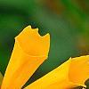Coreopsis auriculata 'Zamfir', flowers