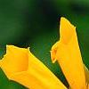 Coreopsis auriculata 'Zamfir', flowers