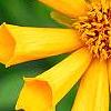 Coreopsis auriculata 'Zamfir', flowers