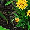 Coreopsis grandiflora 'Early Sunrise', habit