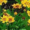 Coreopsis grandiflora 'Early Sunrise', habit