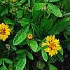 Coreopsis grandiflora 'Early Sunrise', habit