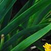 Coreopsis grandiflora 'Early Sunrise', habit