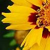 Coreopsis grandiflora 'Early Sunrise', flowers