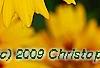 Coreopsis grandiflora 'Early Sunrise', flowers