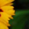 Coreopsis grandiflora 'Early Sunrise', flowers