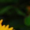 Coreopsis grandiflora 'Early Sunrise', flowers