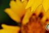 Coreopsis grandiflora 'Early Sunrise', flowers