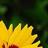 Coreopsis grandiflora 'Early Sunrise', flowers