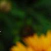 Coreopsis grandiflora 'Early Sunrise', flowers