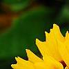Coreopsis grandiflora 'Early Sunrise', flowers