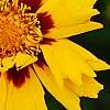 Coreopsis grandiflora 'Early Sunrise', flowers
